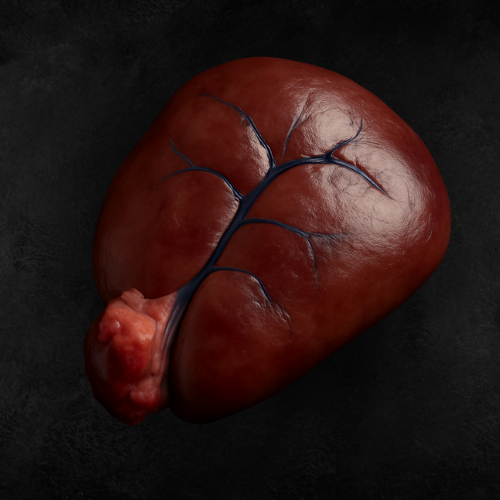 Rinderprostata